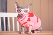 Muitos donos apreciam vestir os gatos de forma curiosa