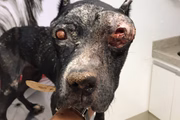 O animal foi internado e provavelmente perderá os dois olhos