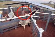 Paulo Cupertino em sítio em Mato Grosso do Sul