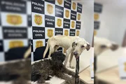 Um terceiro cachorro não sobreviveu e morreu no Natal
