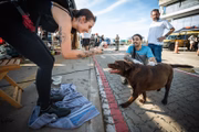 Cachorro é resgatado e espera para ser identificado por seus donos no bairro Pontal do Estaleiro