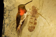Fóssil de Titanomyrma encontrado em Wyomin