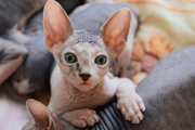 Os filhotes desse gato podem ser adoráveis 