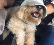 Em postagens no Instagram, pet aparece solto e sem focinheira