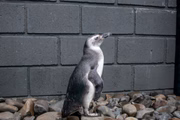 Pinguim-de-magalhães em reabilitação no Centro de Reabilitação e Despetrolização, em Ubatuba