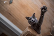 No país, há mais de 20 milhões de gatos