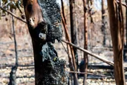 Área queimada pelos incêndios que atingem a Floresta Nacional de Brasília