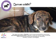 Conheça a Charlotte