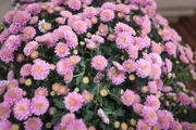 Ornamentação com flores