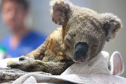 Coala resgatado de incêndio na Austrália