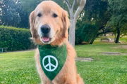 Beacon é o cão terapeuta dos atletas 