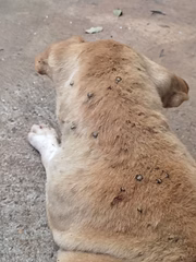 Cães são largados sem comida e água, além de doentes, por tutora em Presidente Prudente (SP)