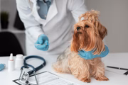 A vacinação é um dos principais aliados na prevenção de doenças infecciosas para os pets