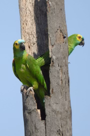 O endereço apoia projetos de preservação da fauna e flora local