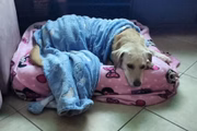 Trude descansando na caminha