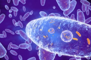 A coqueluche é uma doença causada por uma bactéria chamada Bordetella pertussis