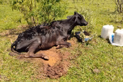 Vaca em situação de maus-tratos em Teodoro Sampaio (SP)