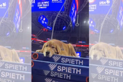 O doguinho acalma os participantes com muitas lambidas e carinho