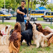 Os animais ajudaram a polícia a encontrar o corpo do ator