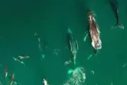Grupo com 70 baleias-jubarte e centenas de golfinhos foi visto no litoral norte de sp