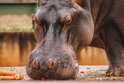 Yulli hoje está bem e sob os cuidados do Zoo de Brasília (foto no zoológico)
