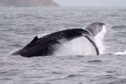 É comum encontrar, além de baleias, pinguins e lobos-marinhos no litoral brasileiro durante o inverno