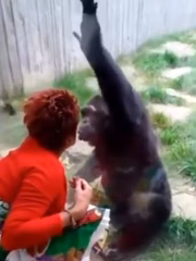 O "caso" envolveu o primata e a mulher acenando e mandando beijos um para o outro de lados opostos do vidro ao redor do recinto do macaco