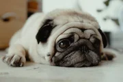 Cães com "dobrinhas" como o pug e shar pei precisam de atenção redobrada, pois eles tendem a desenvolver infecções fúngicas e bacterianas na pele. Limpezas semanais são de extrema importância 