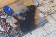 Homem é multado após matar cachorro de estimação a pauladas