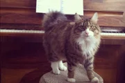 Ser um gato pianista é algo muito especial