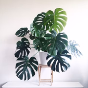 Uma das plantas tropicais mais utilizadas na decoração é a Costela de Adão. O desenho da folha é todo recortado e bem estiloso. Muitas pessoas usam apenas a folha em vasos ou jarras menores. Elas se adaptam bem a ambientes internos, mas precisam de espaço, pois têm um crescimento acelerado