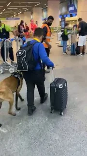O pastor alemão malinois é cachorro de assistência emocional