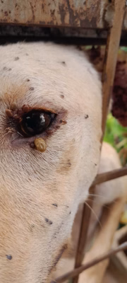 Cadela infestada de carrapatos é encontrada em casa de Presidente Prudente; tutor foi multado