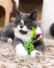 Gatinho brinca com bolinha com penas e guizo 