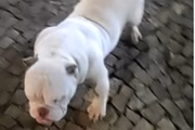 Os cachorros são da raça American Bully