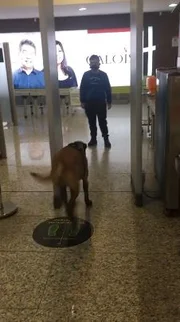 O cão é adestrado