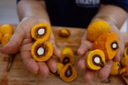 Pequis com espinhos (à esquerda) e pequis sem espinhos (à direita)