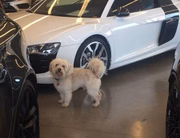 Tutor leva cão em lojas de carros e motos