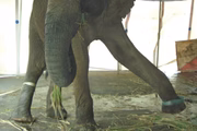 Elefante amarrado no circo (foto no circo)