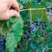 As uvas silvestres (Vitis sylvestris) eram bem pequenas e diferentes das frutas em cachos fartos encontradas nos parreirais hoje em dia