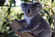 A coala Elsa ganhou um amigo