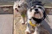 Os irmãos caninos Nori e Boba se divertem juntos