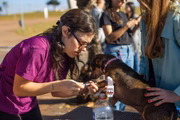 Na manhã desta segunda-feira (20/5), 25 cachorrinhos chegaram à capital da República para conhecerem seus novos lares