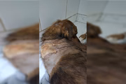 O cão estava abandonado na Asa Norte