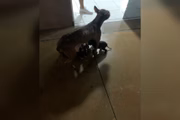 Pit-bull fêmea amamentando filhotes 