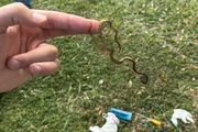 Mecha de cabelo encontrada com o assassino