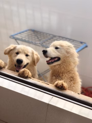 Apesar de não ter seguido a carreira no mundo dos bichos, a dermatologista tem dois cachorrinhos na família, Melissa e Leonardo