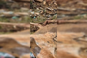 Carroceiro é preso após abandonar cavalo com a pata quebrada no DF