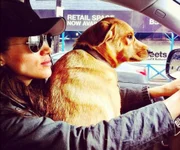 Meghan Markle dirigindo com o seu cachorro Bogart