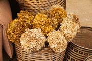 As flores secas, ou preservadas, são uma alternativa para quem mora em lugares com pouca luz ou não quer ter trabalho com a manutenção de plantas vivas